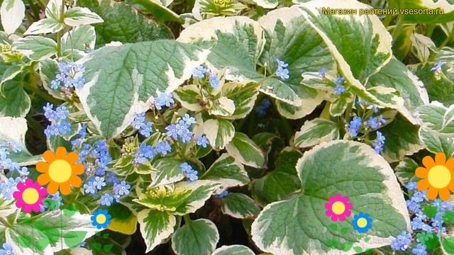Бруннера крупнолистная Вариегата. Краткий обзор, описание Brunnera Macrophylla Variegata