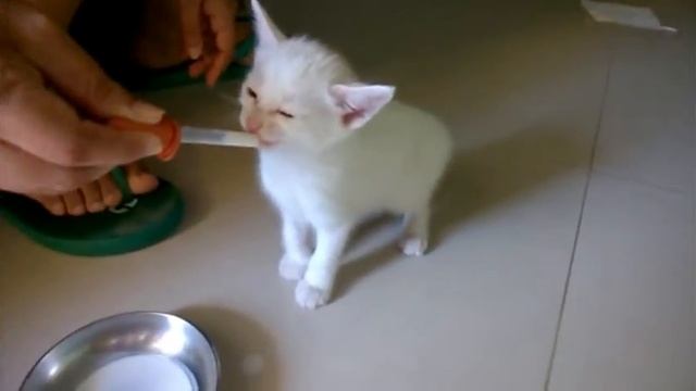 Snowbelle drinks her milk смотреть онлайн