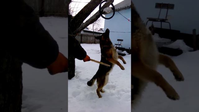 Восточно европейская овчарка Рэкс.