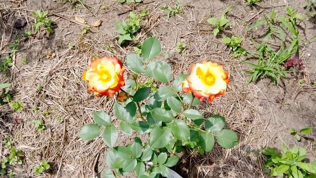 красота розы Куба данс (Cuba Dance) смотреть онлайн