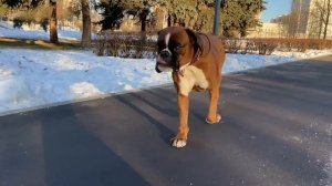Первое знакомство щенка с собакой на улице Питбуль Джина и Боксёр Тайсон