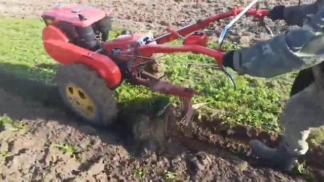 Мотоблок Заря 10 л. с. Приорювання гірчиці плугом. смотреть онлайн
