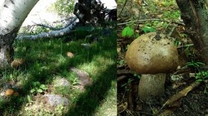 "Грибы", Окружающий мир 3 класс ч.1, с.53-56, Школа XXI век.