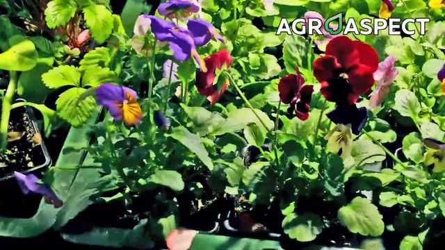 Что еще мы умеем выращивать! смотреть онлайн