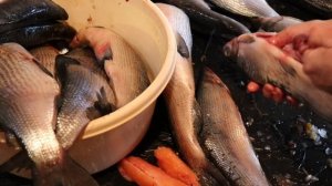 коптим очень вкусную пелядь