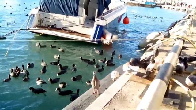 Утки и голуби. Морпорт Сочи. 6 января 2017 год. смотреть онлайн