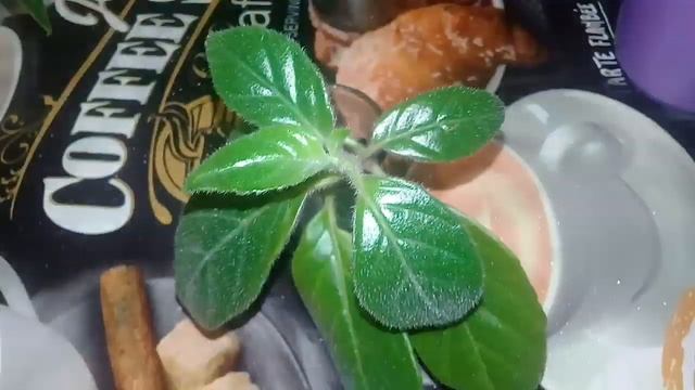 ?Мои комнатные цветы.?Колумнеи,эсхинантус.?Ноябрь 2019? смотреть онлайн