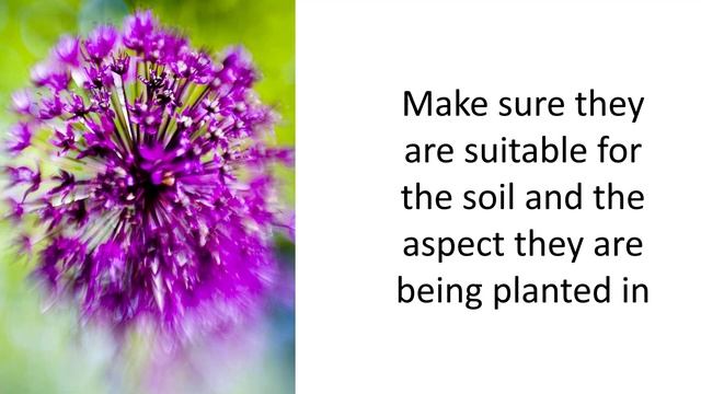 Introduction to Planting Plans смотреть онлайн