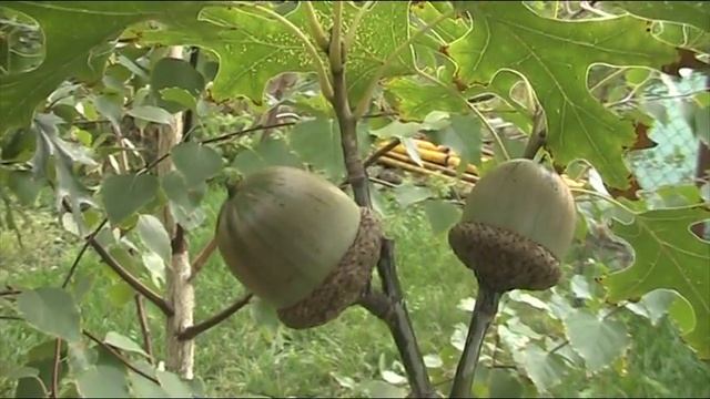 Awesome acorns of Quercus coccinea смотреть онлайн