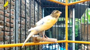 Spanish Timbrado Classico