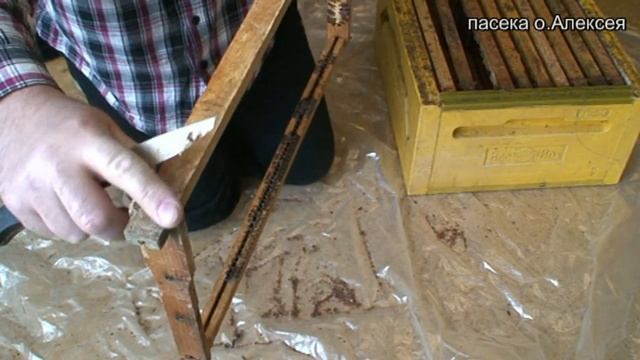 ПРОПОЛИС. Добыча прополиса. смотреть онлайн