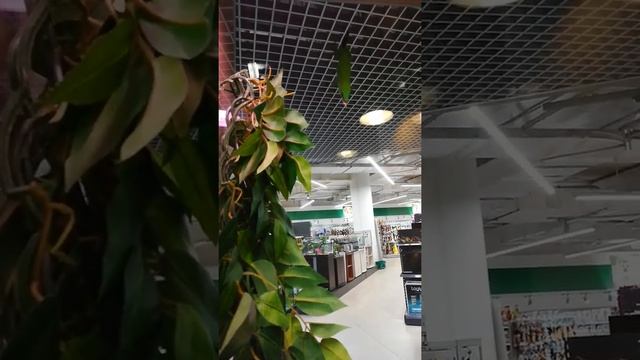 Рептилия фельзума мадагаскарская кормление рептилии смотреть онлайн