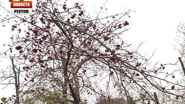Голландские дендрологи будут озеленять Реутов 07.10.13 смотреть онлайн