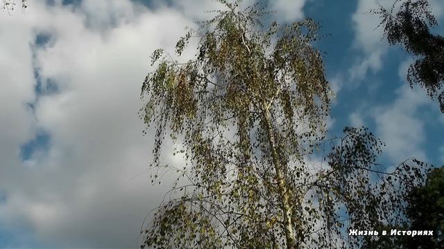 Директор ресторана разрешил посуднице носить домой «объедки» из кухни, а решив проследить за сирото смотреть онлайн