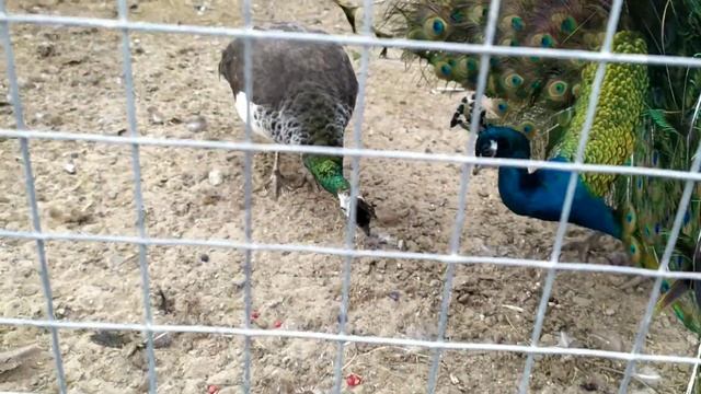 ПАВЛИНАМ 2,5 ГОДА / СОДЕРЖАНИЕ ПАВЛИНОВ