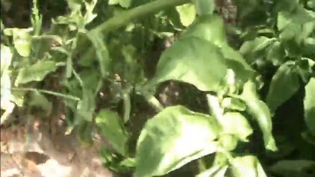 Какой картофель завозят в Украину?! БЕЛЛАРОЗА ВОНЯЕТ прямо на поле. Часть 2 смотреть онлайн