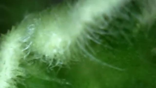 Точка роста пестролистной детки. Под микроскопом. смотреть онлайн