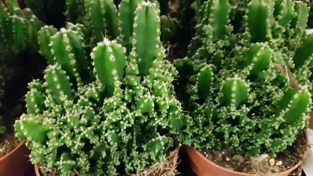 Кактусы. Маммилярия в цвету. смотреть онлайн