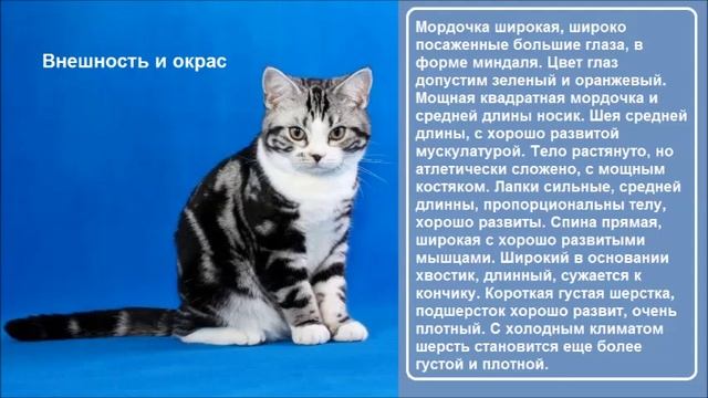 Породы кошек/ч.2/Американская короткошёрстная кошка/American Shorthair/ Котэ Саратовский
