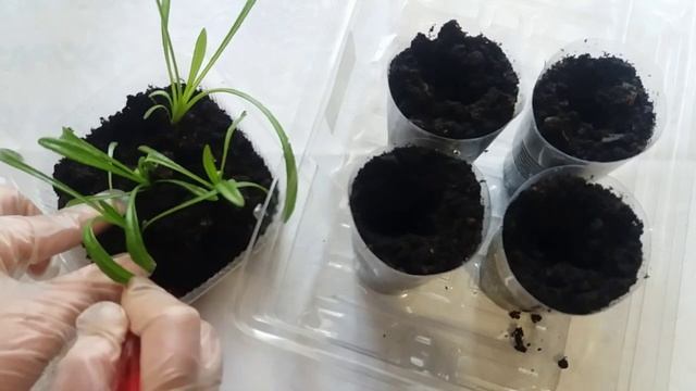 Гацания (газания). Пикировка гацании смотреть онлайн