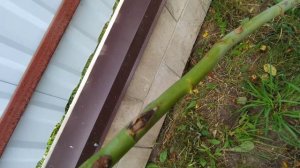 Штамбовая роза своими руками. Проверяю прививки на штамбе.