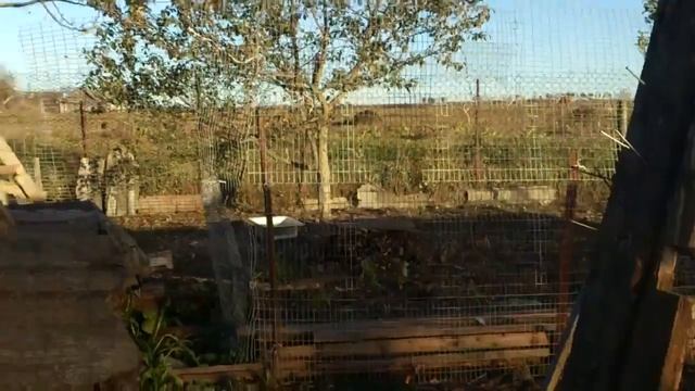 Метание гвоздей 200 мм (0.5 оборота) смотреть онлайн