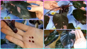 Филодендрон РОЗОВАЯ ПРИНЦЕССА?Все сразу?Размножение?Вариегатность?Размер листа?Грунт?Посадка