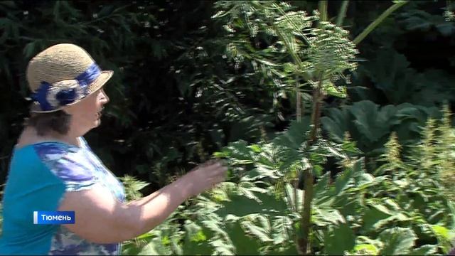 Опасный борщевик разросся на тюменских дачах