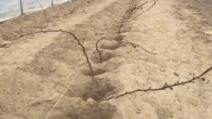 Малина в теплице. Высадка саженцев:  Маравилла,  Соколица и Радзиева