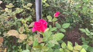 Чайно-гибридная Роза Готча