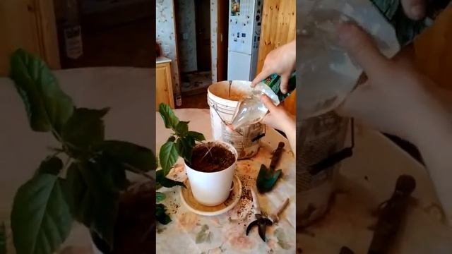 №5)Самый простейший способ размножения китайской розы (гибискус) апрель 2023г смотреть онлайн