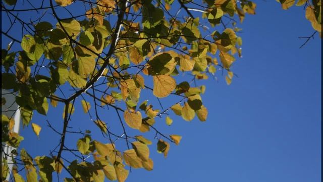 힐링음악, 명상음악, 기치료음악, Healing, meditation music Лечебная музыка, музыка для медитации canon 350d смотреть онлайн