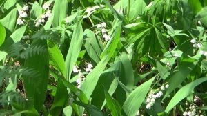 С. Маршак. Ландыш. Музыка Е. Доги.