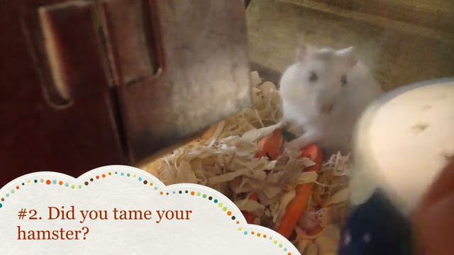 Why Did my Hamster Bite Me? смотреть онлайн