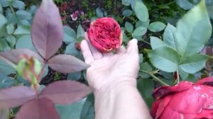 Rosa Barkarole