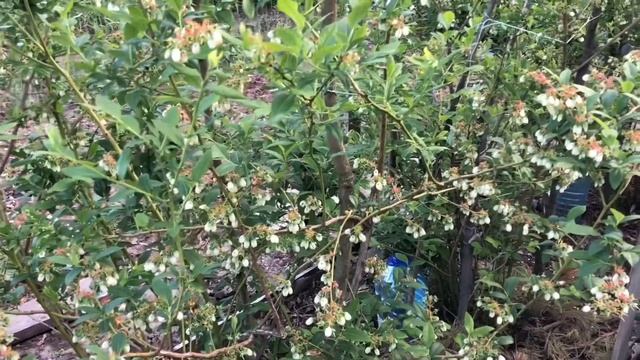 Магнолия « Genie » / Весенняя посадка