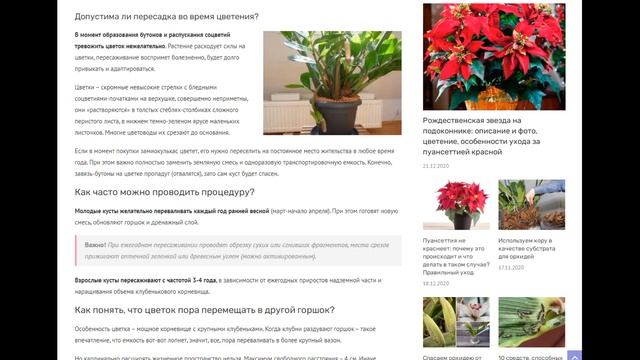 Когда пересаживать долларовое дерево, в какое время и как лучше проводить пересадку замиокулькаса? смотреть онлайн