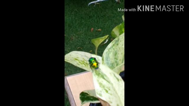 A Visitor on the Pothos-marble queen смотреть онлайн