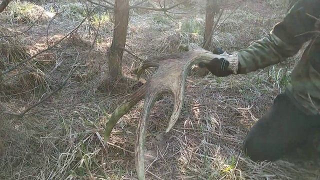 Поиск рог лося. Добрали пару на второй день. Апрель 2019. смотреть онлайн