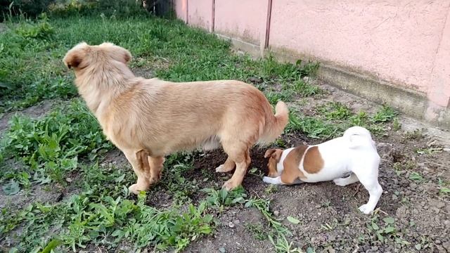 Наши ХВОСТИКИ??. смотреть онлайн