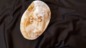 Перламутровая раковина для инкрустации