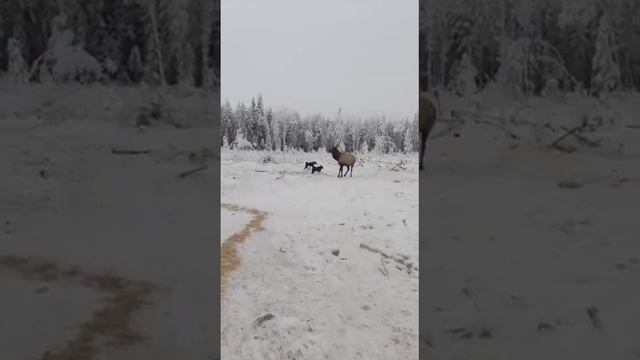 Работа Русско Европейской Лайки в паре Чара. смотреть онлайн