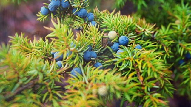 Можжевеловый куст. спел Саша Суханов