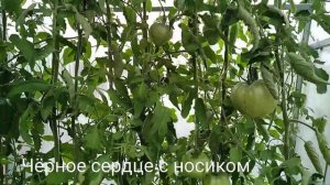 Томат- чёрное сердце с носиком от Борисовны