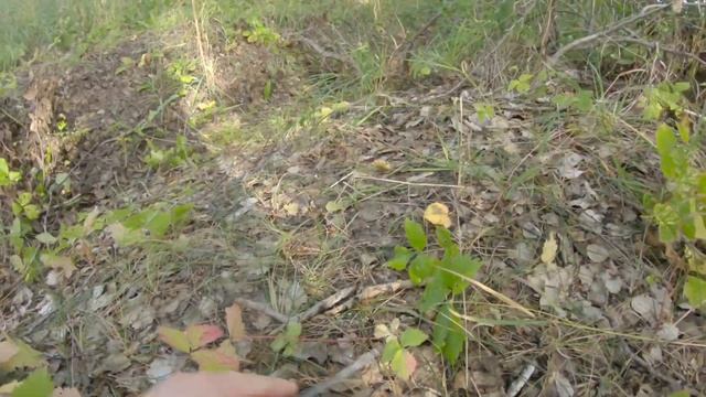 Шикарная тихая охота! Белые грибы, грузди.