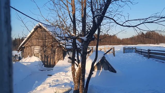 Сороки на кормушке//Часть 2 смотреть онлайн