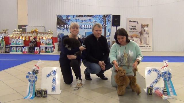 161БЭСТ Лучший беби. Моно пуделей Екатеринбург 22,01,23, смотреть онлайн