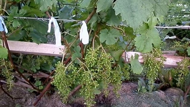 Восточный Казахстан Выращивание винограда Часть 3 смотреть онлайн