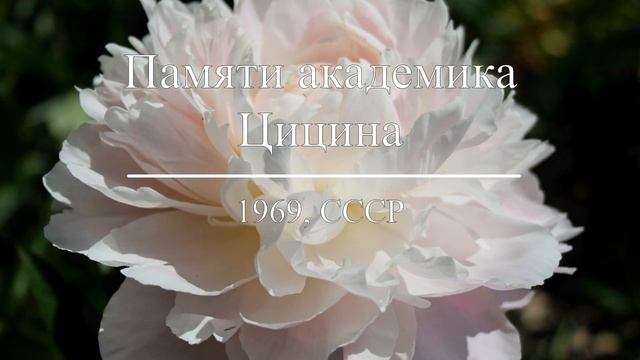 Пионы Н.С. Красновой. смотреть онлайн