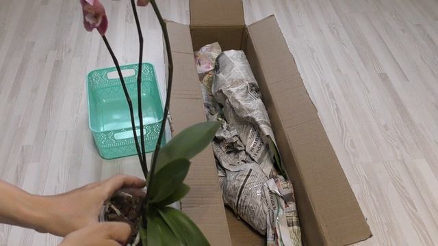 Покупка орхидей королевского размаха! (Новые сортовые орхидеи). смотреть онлайн